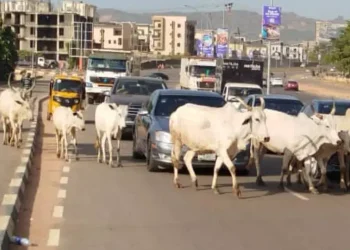 Federal Government Bans Open Grazing Nationwide Over Insecurity