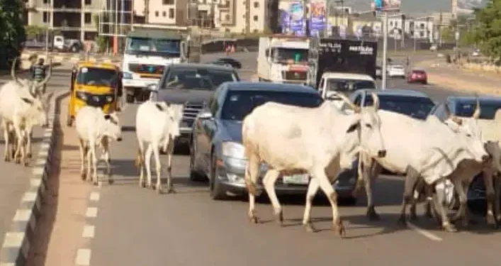 Federal Government Bans Open Grazing Nationwide Over Insecurity