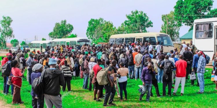 Plateau Launches Full Implementation of P-YAEP as 500 Youths Begin Commercial Farming at BARC Farms