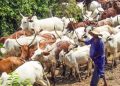 Farmer Loses Hand in Alleged Attack Over Fallen Cow in Plateau