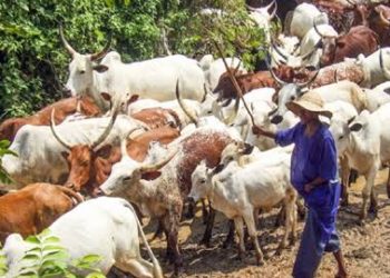 Farmer Loses Hand in Alleged Attack Over Fallen Cow in Plateau